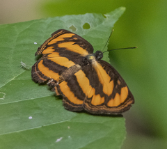 Pantoporia paraka
