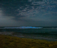 Noctiluca scintillans