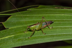 Eschatoceras