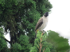 Pycnonotus aurigaster