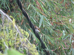 Pycnonotus bimaculatus