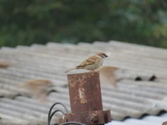 Passer montanus