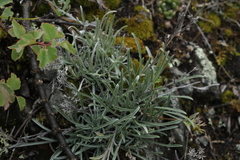 Eritrichium pauciflorum