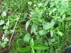 Teucrium canadense canadense