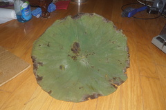 Nelumbo lutea