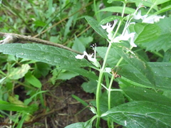 Teucrium canadense canadense