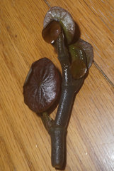 Nelumbo lutea