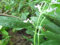 Teucrium canadense canadense