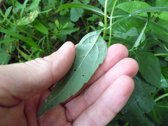 Teucrium canadense canadense