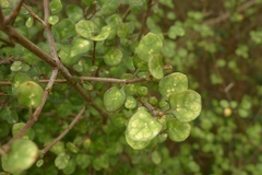 Coprosma tenuicaulis
