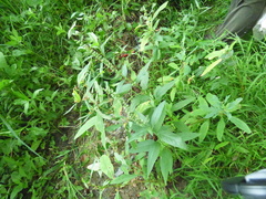 Teucrium canadense canadense