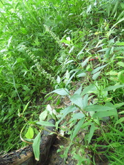 Teucrium canadense canadense