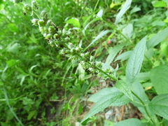 Teucrium canadense canadense