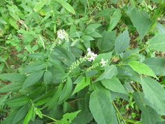 Teucrium canadense canadense