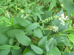 Teucrium canadense canadense