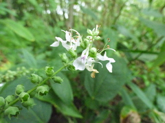 Teucrium canadense canadense
