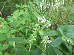 Teucrium canadense canadense