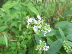 Teucrium canadense canadense