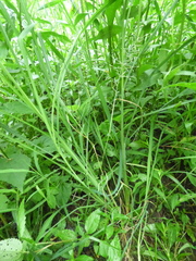 Leptochloa panicoides