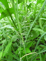 Leptochloa panicoides