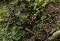 Ophiocordyceps araracuarensis