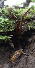 Ophiocordyceps araracuarensis