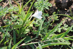 Ruellia patula