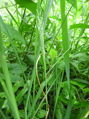 Leptochloa panicoides