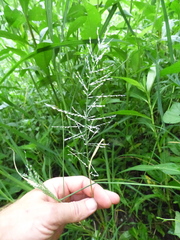 Leptochloa panicoides