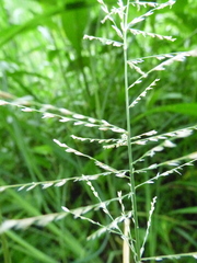 Leptochloa panicoides