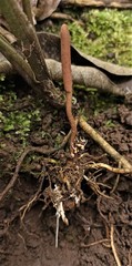 Ophiocordyceps araracuarensis