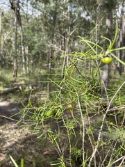 Persoonia mollis ledifolia
