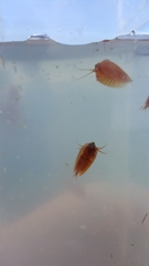 Cyzicus californicus