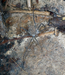 Ortholasma rugosum