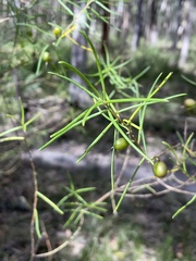 Persoonia mollis ledifolia