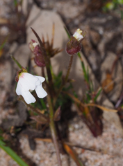 Stylidium ecorne