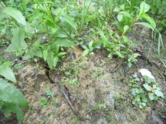 Lindernia anagallidea
