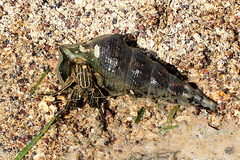 Clibanarius taeniatus