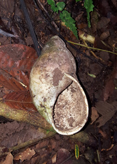 Megalobulimus popelairianus