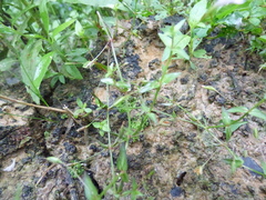Lindernia anagallidea