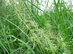 Leptochloa panicoides