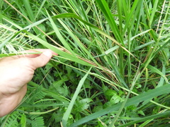 Leptochloa panicoides