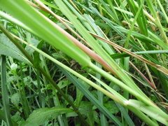 Leptochloa panicoides
