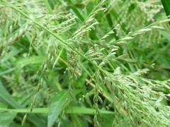 Leptochloa panicoides