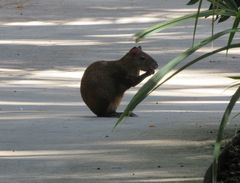 Dasyprocta ruatanica