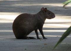 Dasyprocta ruatanica