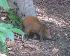 Dasyprocta ruatanica