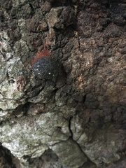 Phytophthora ramorum