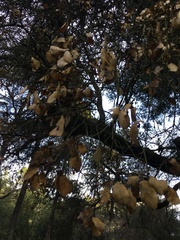 Phytophthora ramorum