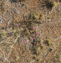 Commicarpus pentandrus